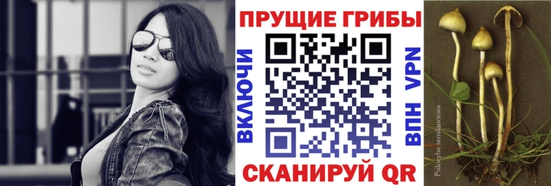 Псилоцибиновые грибы прущие грибы  Купить закладки  Вязьма 